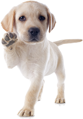 Academy Of Canine Behavior - Puppy Dogs (350x461), Png Download