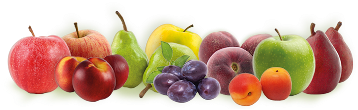 Fruit - European Fruits Png (800x284), Png Download