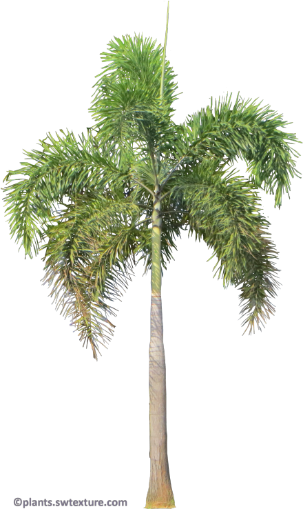 Foxtail Palm Png (453x768), Png Download