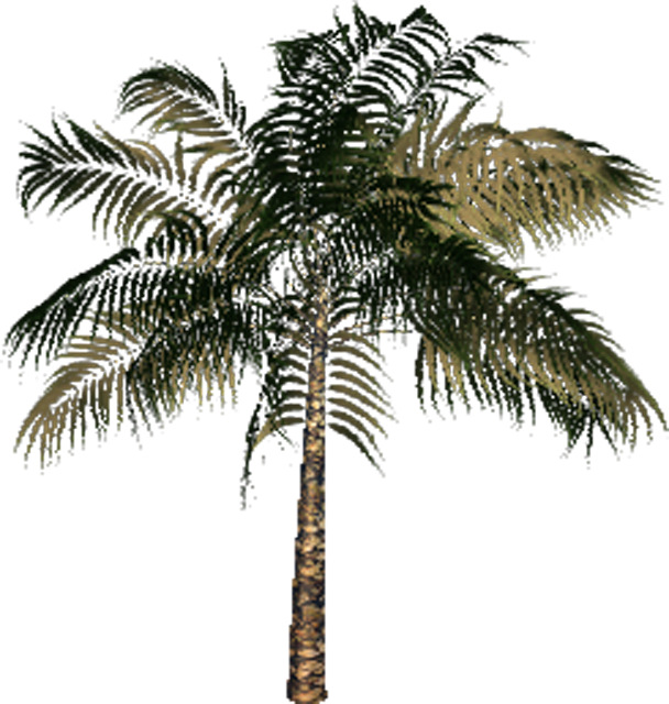 Baby Palm - Palm Tree (608x640), Png Download