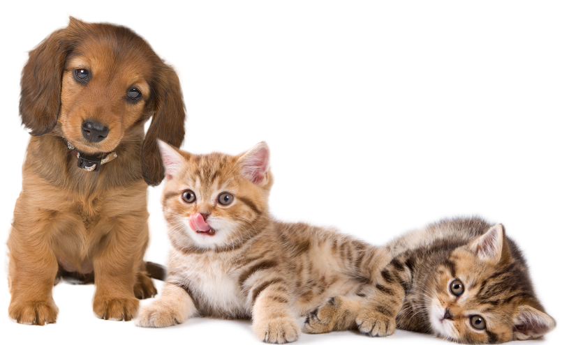 Featured Services - Calendario Gatitos 2017 [book] (1188x567), Png Download