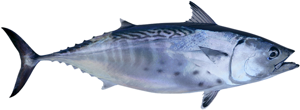 False Albacore Have Broken/squiggly Lines, Spots Below - Natysal Super Omega 3 60 Capsules Epa-dha (600x314), Png Download