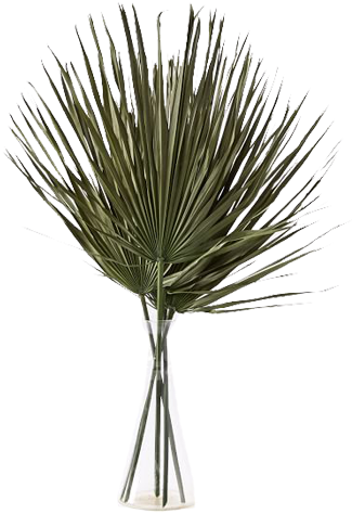 Dried Palm Leaf, Green At West Elm - Botanicals - Home (350x515), Png Download
