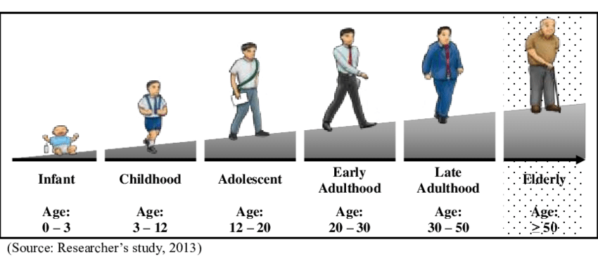 Life Cycle Of A Human (850x378), Png Download