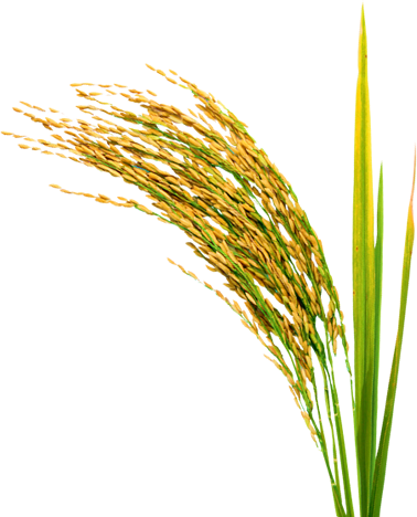 Rice Plant Transparent (378x468), Png Download