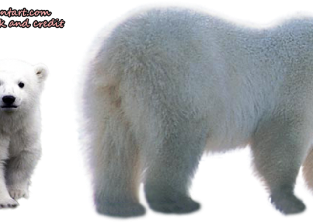 Polar Bear Png Transparent Images - Polar Bear (640x480), Png Download