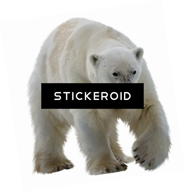 Polar White Bear - Polar Bear (650x674), Png Download