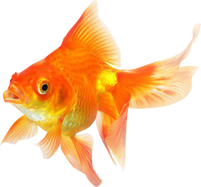 Goldfish Png Transparent Image - Goldfish (678x628), Png Download
