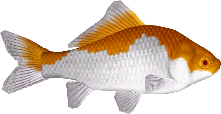 Common Goldfish 4 - Goldfish (755x755), Png Download