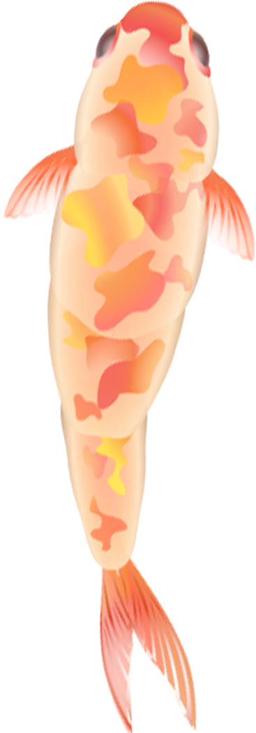 Fish-dia10 (750x1050), Png Download