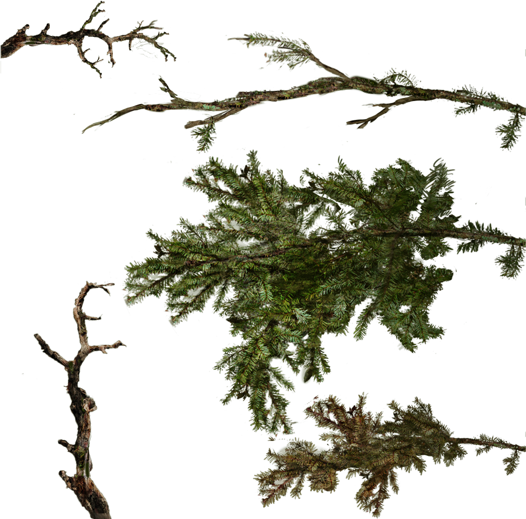 Tree Texture Branches Png (1024x1024), Png Download
