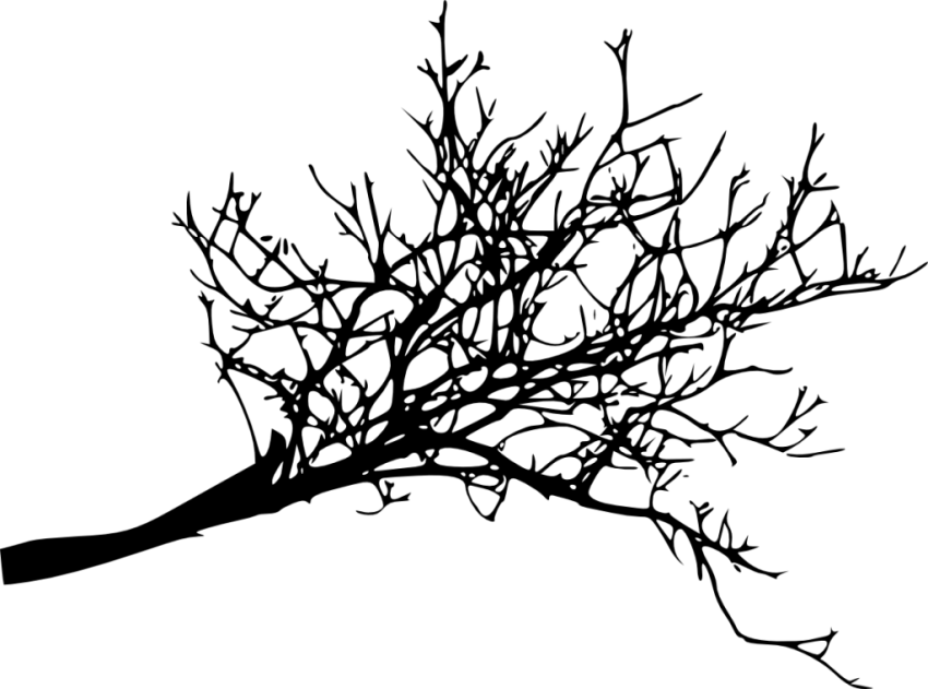 Free Png Tree Branches Silhouette Png Images Transparent - Dead Tree Branch Png (850x631), Png Download