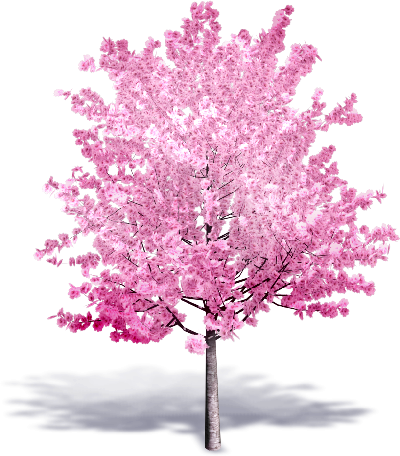Cherry Tree In Bloom - Cerisier En Fleur Png (1000x1000), Png Download