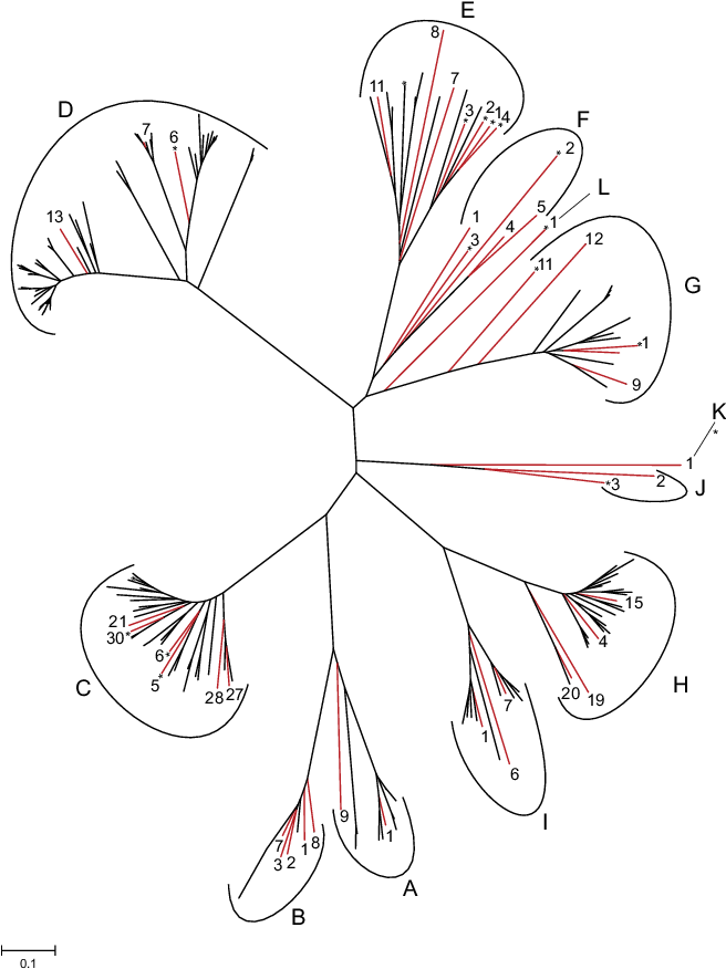 An Unrooted Tree Of 188 Putatively Functional Mouse - Line Art (702x884), Png Download