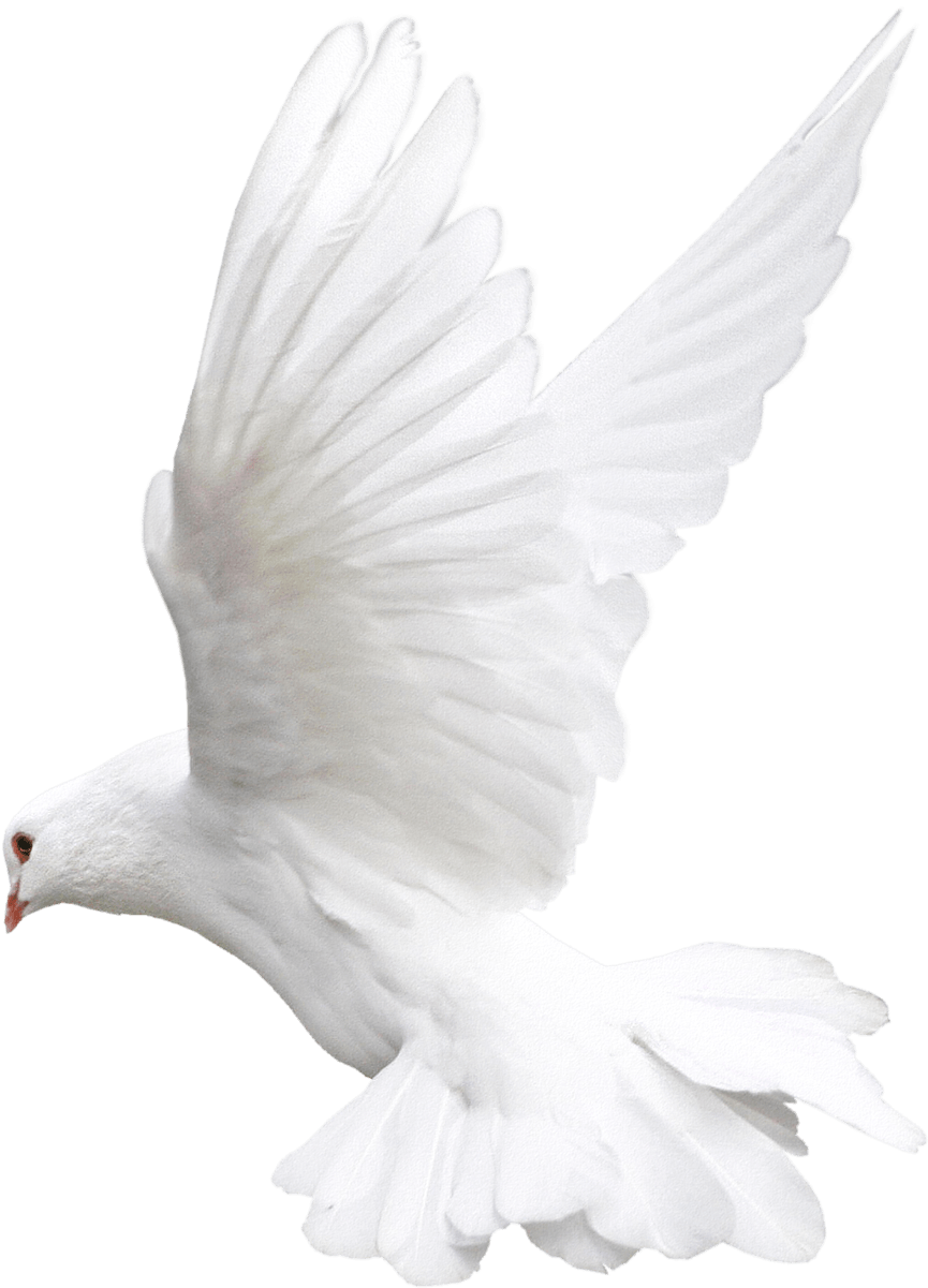 Pigeon Fly Png - White Bird Png For Editing (1636x1756), Png Download 