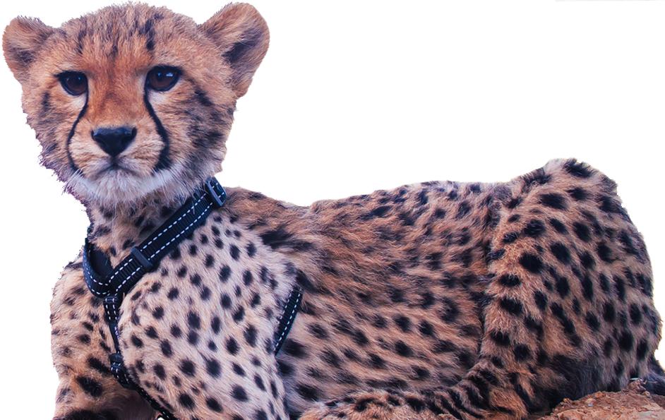 Image Cheetah Cub - Cheetah (942x595), Png Download