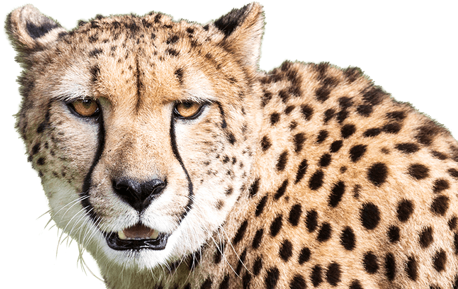 Cheetah-foreground - Cheetah (942x595), Png Download