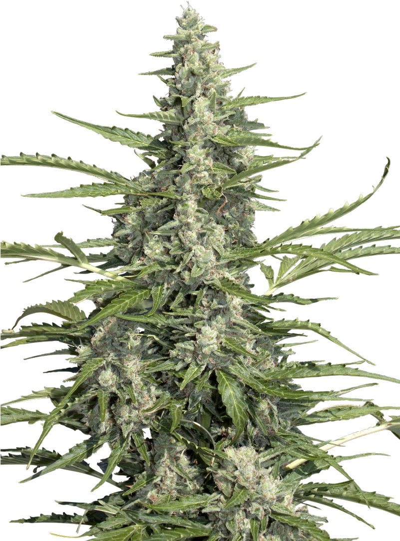 Paradise Seeds On Twitter - Pandora Paradise Seeds (800x1200), Png Download