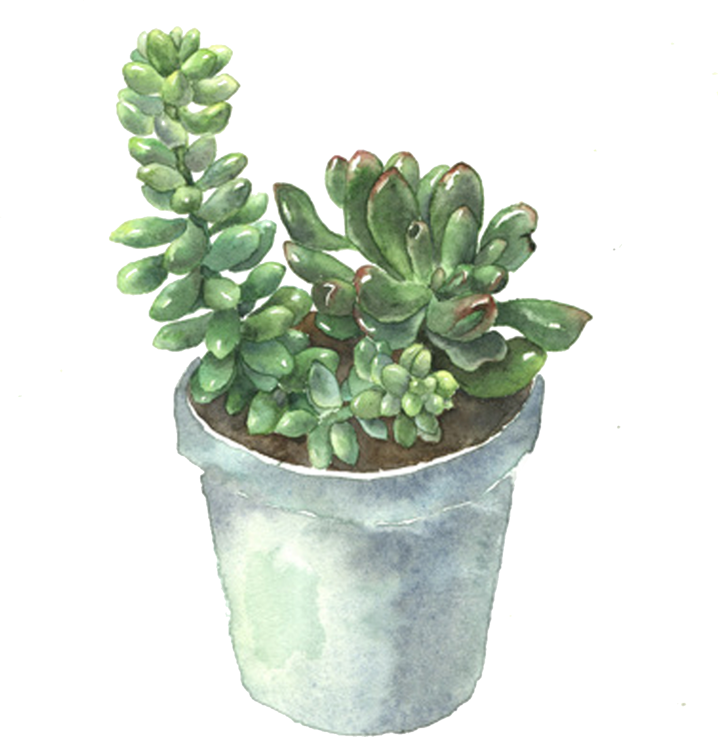 Plant Flowerpot Cactaceae Plants - Buscar La Planta Suculenta (1502x1772), Png Download