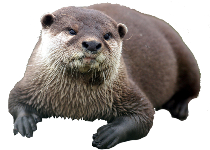 Otter - Biggest Bitches On Reality Tv Like Ilton, Donald Trump, (1700x500), Png Download