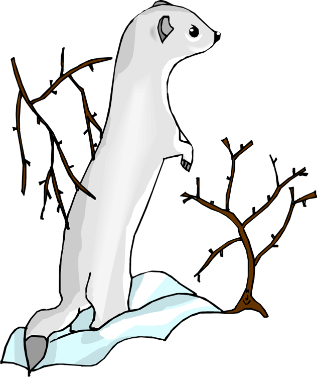 Sea Otter Clip Art - Drawing (632x750), Png Download