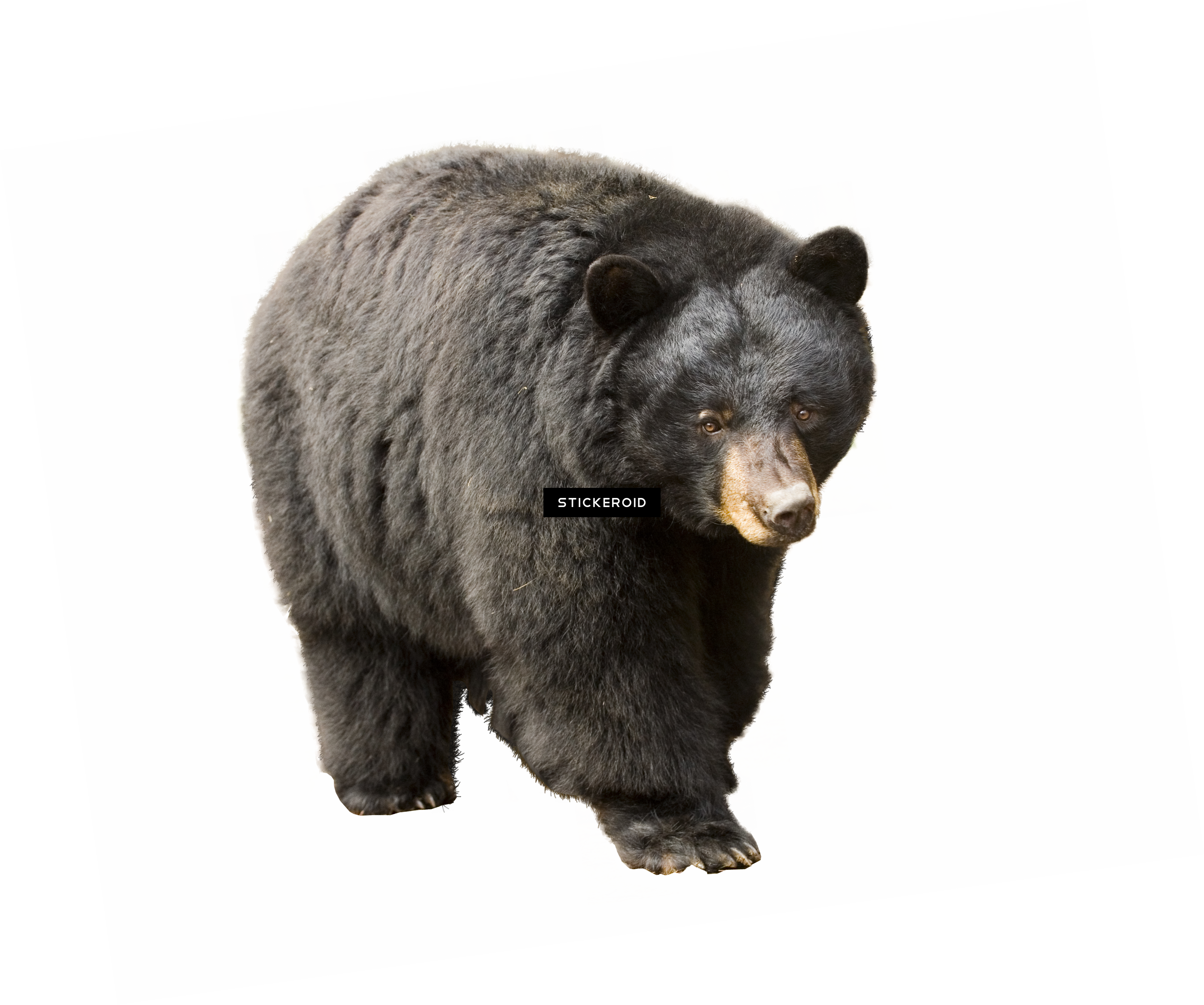 Bear (3698x3086), Png Download