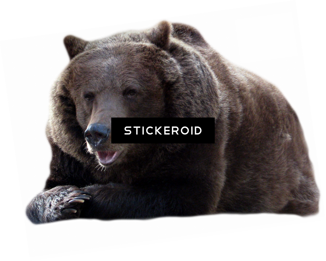 Bear - Blck Bear Png (1134x906), Png Download