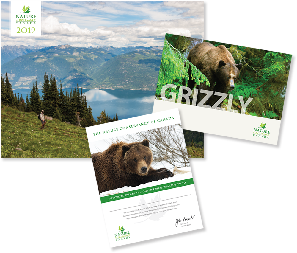 Grizzly Bear (1024x1024), Png Download