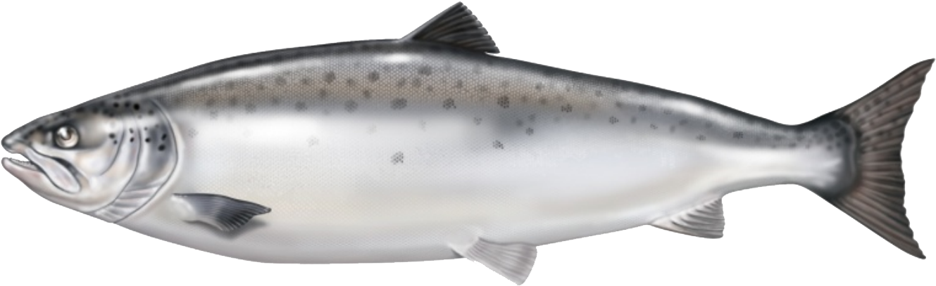 Atlantic Salmon From Norway Is Our Raw Material Base - Atlantic Salmon No Background (1356x422), Png Download