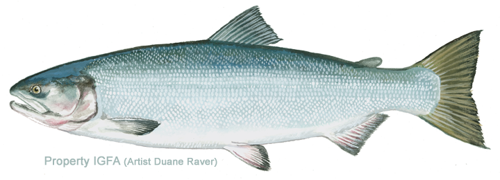 All-tackle Length Records - Non Spawning Kokanee Salmon (720x260), Png Download