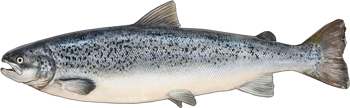 Http - //www - Fishbuoy - Com/images/images/fish Species - Salmon Fish Png (1200x430), Png Download