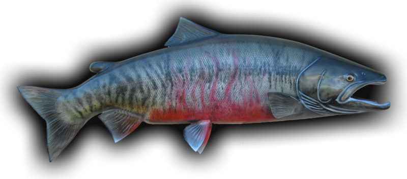 Chum Salmon Fish Mount - Sockeye Salmon (800x353), Png Download