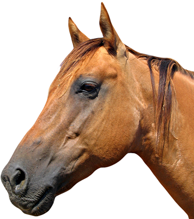 Horse Head Logo Png - Transparent Horse Head (404x455), Png Download