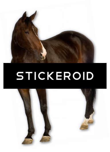 Horse - Horse Png Hd (384x531), Png Download