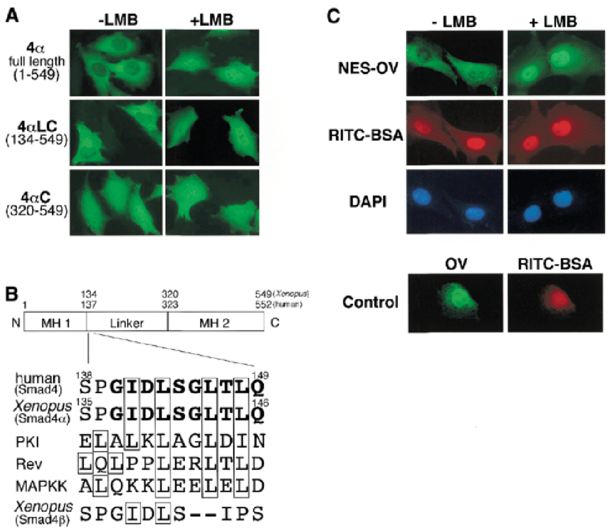 A Leucine Rich Nes In Smad4 - Transfection (850x543), Png Download
