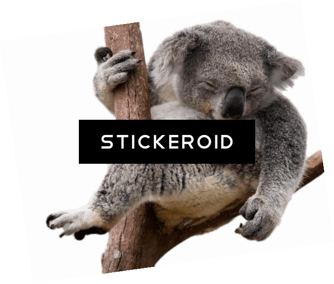 Napping Koala Bear In Eucalyptus Tree - Meine Ziele, Meine Ausreden Und Ich By Michael Behn (682x581), Png Download