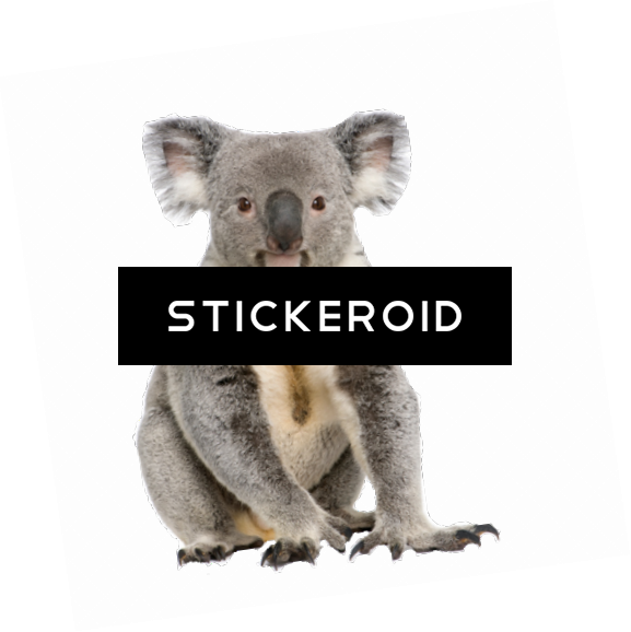 Koala (577x578), Png Download