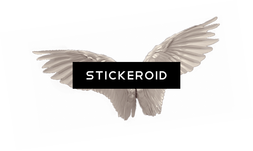 White Angel Wings - Stock Dove (846x507), Png Download