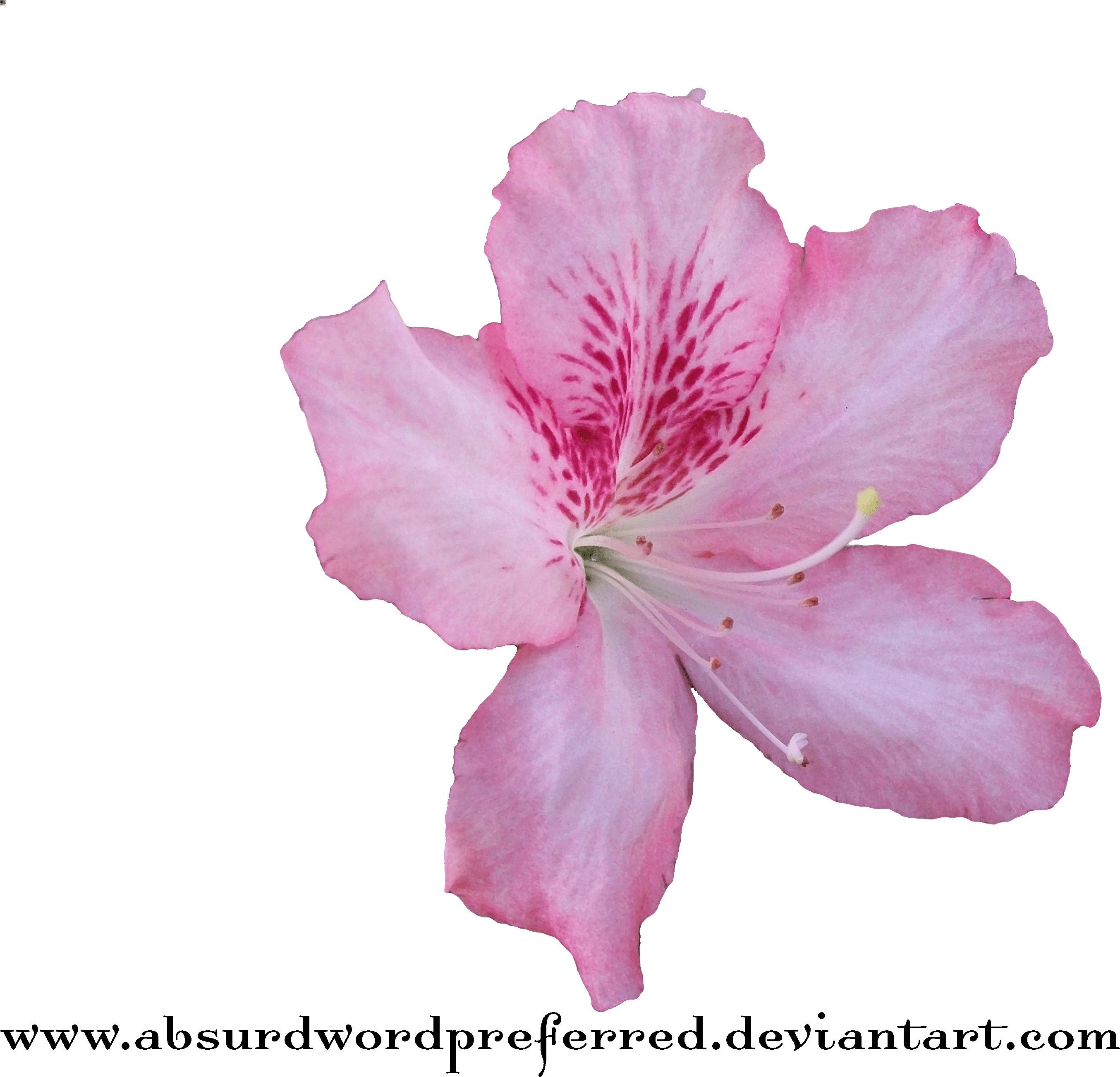 Medium Crop Of Transparent Flower Crown - Azalea Flower Png (3472x2604), Png Download
