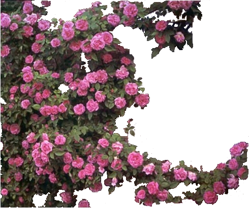 Photo Trepadeira - Rosa Zephirine Drouhin (490x411), Png Download