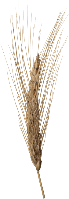 Wheat Head - Triticale (866x650), Png Download