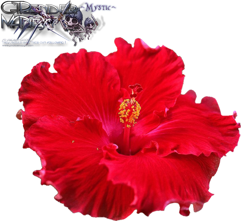 Liked Like Share - Carunke Hibiscus Flower Petal Veiner & Cutter Cake (856x768), Png Download