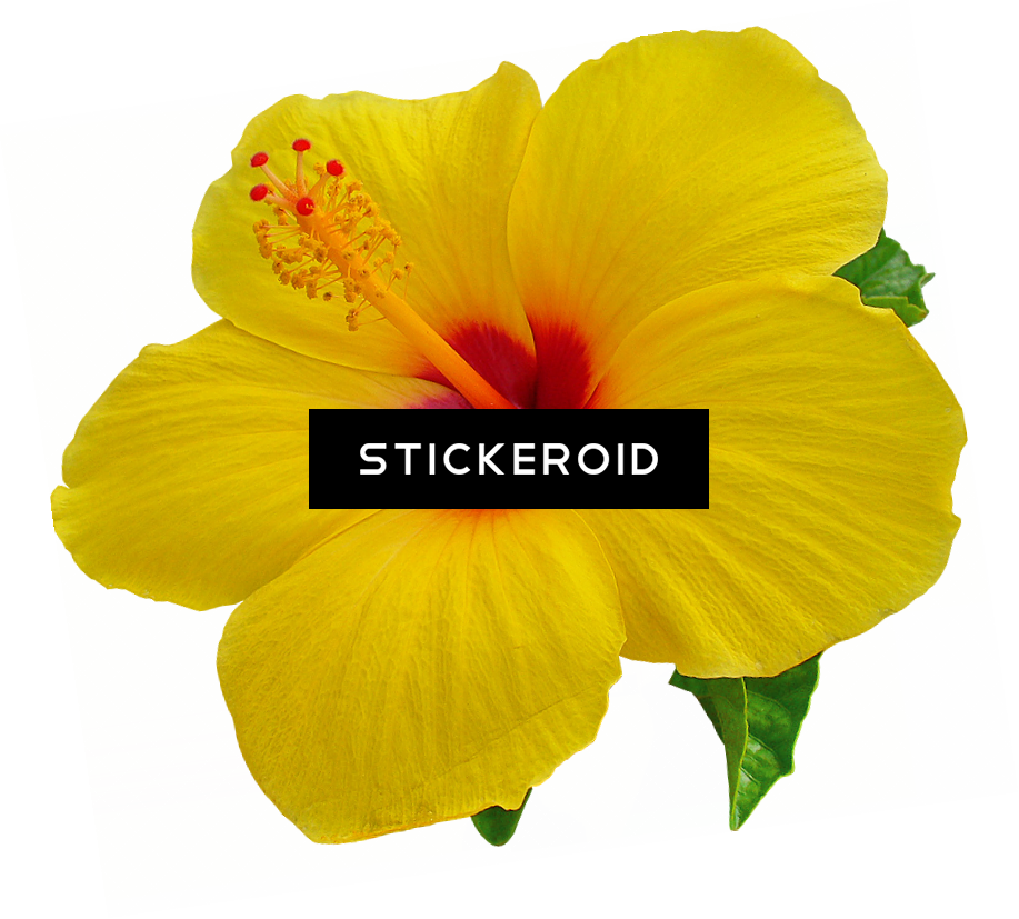 Hibiscus Flower Nature - Tropical Flower Yellow Png (917x827), Png Download