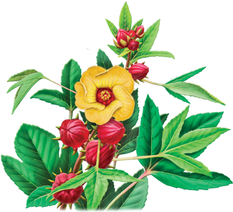 Hibiscus Sabdariffa L - Alvita Tea Organic Hibiscus Tea 24 Bag (479x500), Png Download