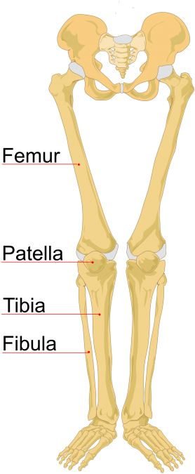 Leg Bones Labeled (436x532), Png Download