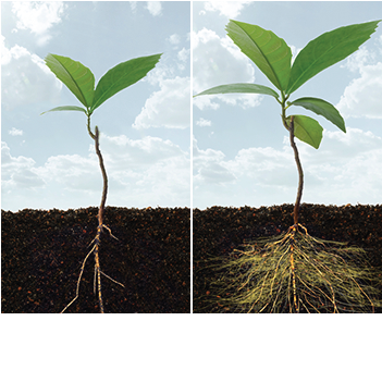 Soil And Roots Png - Plant With Root Png (350x350), Png Download