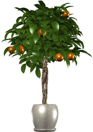 Tree In Pot - Peach (500x480), Png Download