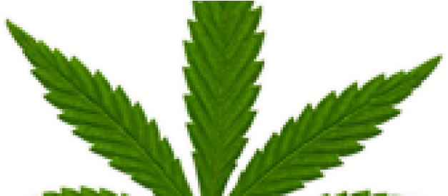 Why The Back-pedalling On Medical Marijuana [the Age] - Cannabis Sativa Subsp. Indica (670x274), Png Download