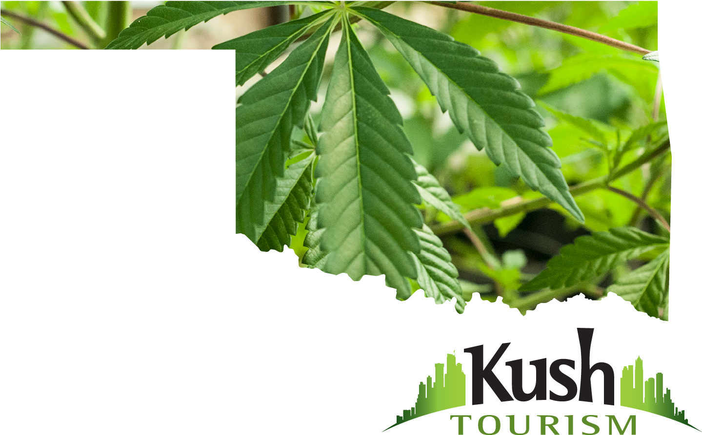Oklahoma Marijuana - Oklahoma Marijuana Leaf (1500x1125), Png Download