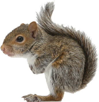 Squirrel - Squirrel With White Background (360x360), Png Download